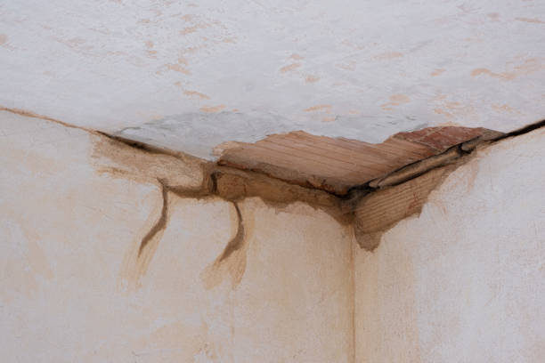 Best Mold removal after water damage  in Sans Souci, SC